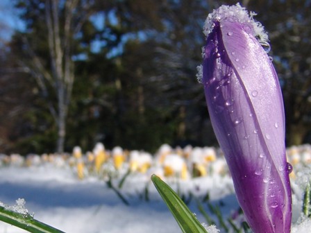 purple-winter-flower